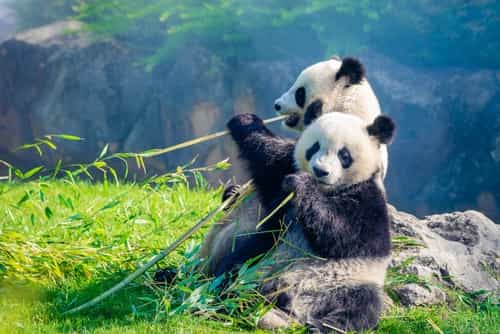 Parques temáticos em família 🎡