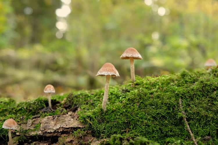 A caminho da colheita de cogumelos 